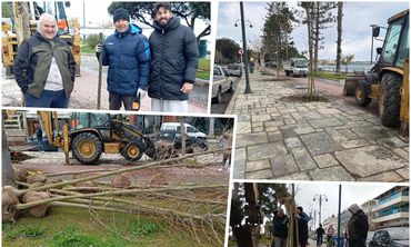 Φύτευση νέων πλατανιών στη οδό Β. Γεωργίου στην Κω