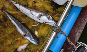 Δημιουργήθηκε ομάδα για τη διάσωση του λαγοκέφαλου – «Αξίζει προστασία και σεβασμό»