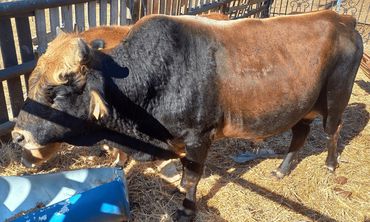 Μελέτες δείχνουν την "επιβίωση" μίας σπάνιας και αυτόχθονης φυλής βοοειδών στα Δωδεκάνησα