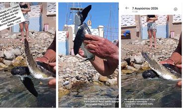 Μικρή χελώνα καρέτα-καρέτα βγήκε στην παραλία δίπλα στη Μαρίνα Κω