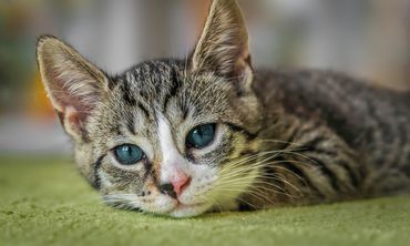 Θεσσαλονίκη: Έκοψε το αυτί του συντρόφου της γιατί επιτέθηκε στη γάτα 