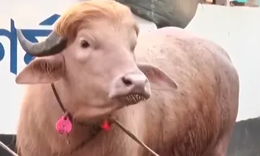 Το βουβάλι που έγινε viral λόγω της ομοιότητας με τον Ντόναλντ Τραμπ 