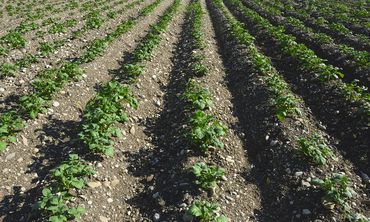 Εσπερίδα για το μέλλον της αγροτικής παραγωγής στην Κω