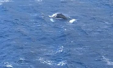 Φάλαινα φυσητήρας εμφανίστηκε στις ακτές της Καλύμνου (vid)