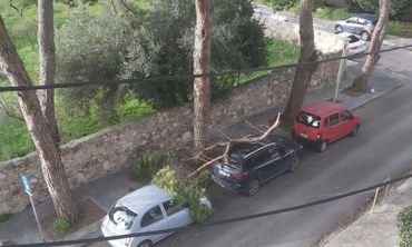 Τεράστιο κλαδί δέντρου έπεσε σε σταθμευμένα οχήματα 