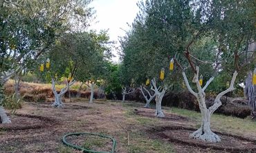 Ξεκινά η δακοκτονία στα Δωδεκάνησα με τον ψεκασμό περισσότερων από 2 εκατ. ελαιοδέντρων
