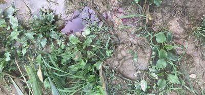 Φλώρινα: Σκότωσαν με όπλο 3 αρκούδες – Η μία θήλαζε τα μωρά της