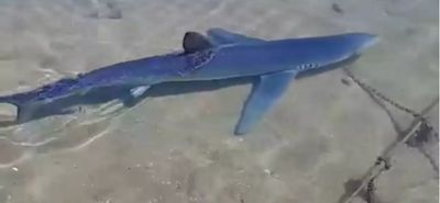Καρχαρίας έκοβε βόλτες στη Μαρίνα Γλυφάδας - Απίστευτα βίντεο 