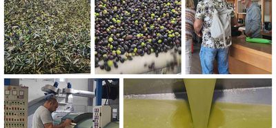 Ξεκίνησαν την λειτουργία τους τα ελαιοτριβεία της Κω – Μεγάλη προσέλευση από την 1η ημέρα