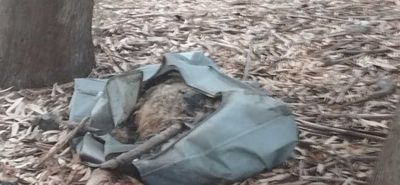 Γονείς και παιδιά νηπιαγωγείου βρήκαν νεκρό πρόβατο κλεισμένο σε σακούλα στο δάσος Τσουκαλαριά