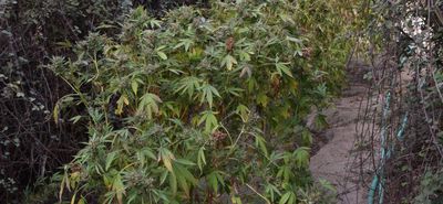 Είχαν φυτέψει χασισόδεντρα δίπλα στο αεροδρόμιο της Κω