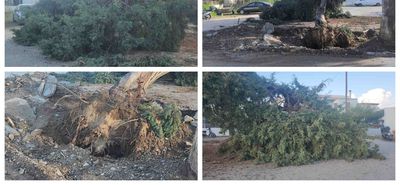 Έπεσε δέντρο στη Λάμπη λόγω βροχής –Από τύχη δεν είχαμε τραυματισμό ή ζημιές