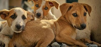 Ο Δήμος Κω καλεί όλους τους εθελοντές που φροντίζουν αδέσποτα ζώα συντροφιάς να επικαιροποιήσουν τα στοιχεία τους στο μητρώο εθελοντών