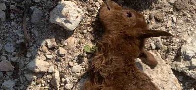 Καταγγελία από συμπολίτισσά μας στο Πυλί για συνεχείς επιθέσεις σκύλων σε αιγοπρόβατα