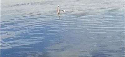 Μεγάλος καρχαρίας εντοπίσθηκε από ψαράδες στην Κάρπαθο!