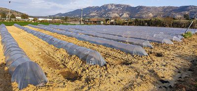 Το μεταβατικό σύστημα πληρωμών και ελέγχων στις αγροτικές επιδοτήσεις - Τι αλλάζει το 2026