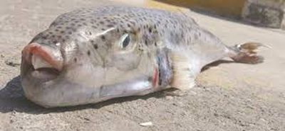 Η Ελληνική Λύση φέρνει στη Βουλή πρόταση Καλύμνιων ψαράδων για την καταπολέμηση του λαγοκέφαλου