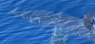 Τι πραγματικά ισχύει για τον “καρχαρία” που εμφανίστηκε στα Δωδ/σα