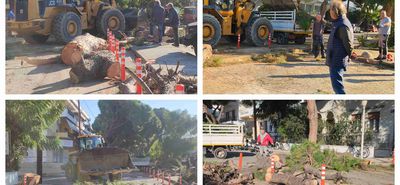 Κοπή και κλαδεύσεις δέντρων στην οδό Αρτεμισίας από συνεργεία του Δήμου Κω