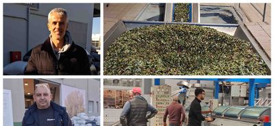 Μειωμένη κατά 30% η φετινή παραγωγή ελαιολάδου στην Κω σε σχέση με πέρυσι