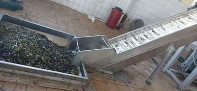 Το Σάββατο 1 Νοεμβρίου ανοίγουν τα ελαιοτριβεία στα Δωδεκάνησα