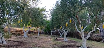 Παγκόσμια ημέρα Ελιάς η 26η Νοεμβρίου (γράφει η Ξανθίππη Αγρέλλη)