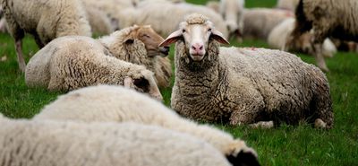 Εμφανίσθηκαν κρούσματα ευλογιάς των προβάτων στο Βόρειο Αιγαίο και στα Ιόνια νησιά