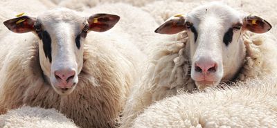 Σκληρή μάχη για να μην «περάσει» η ευλογιά των αιγοπροβάτων στα νησιά μας