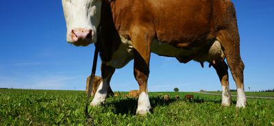 Χτύπησε τη Λέσβο ο αφθώδης πυρετός - Κλείνει η αγορά, απαγόρευση εξαγωγής ζώων και τυριών