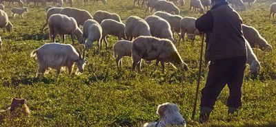 Ηράκλειο: Ούτε ένα ζώο δεν βρέθηκε στο μαντρί κτηνοτρόφου κατά τον έλεγχο – Συνελήφθη και ο αδερφός του με λειψά αιγοπρόβατα
