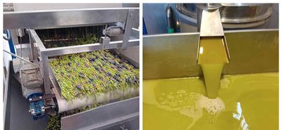 Να δούμε ποιος θα (την) βγάλει λάδι φέτος: Υποχρεωτική η Δήλωση Συγκομιδής & η εγγραφή στο Ελαιοκομικό Μητρώο για ιδιοκτήτες ελαιώνων με 21 (και πάνω) δέντρα