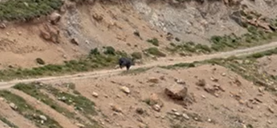 Αγριογούρουνο εθεάθη στην περιοχή Σύμπετρο στην Κω (vid)