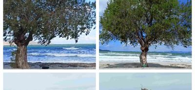 Διαμαρτυρία αναγνώστριας για κοπή δέντρου στo Τιγκάκι – Τι απαντά ο Πρόεδρος της Κοινότητας Ασφενδιού