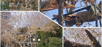 Έσπασε κλώνος από τον Πλάτανο του Ιπποκράτη λόγω των ισχυρών ανέμων