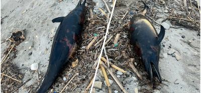 Νεκρό δελφίνι εντοπίστηκε στο Καρνάγιο Kω