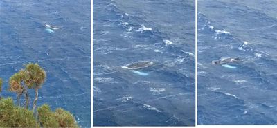 Ανακοίνωση από το Ινστιτούτο Θαλάσσιας Έρευνας και Εκπαίδευσης “ΩΚΕΑΝΙΔΕΣ” για την σπάνια επίσκεψη Μεγάπτερης Φάλαινας στην Κάλυμνο