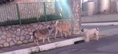 Βοιωτία: 7χρονος δέχθηκε άγρια επίθεση από αδέσποτους σκύλους