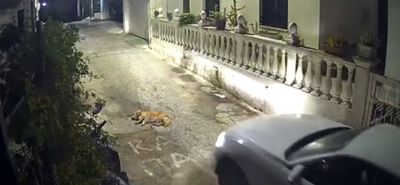 Κέρκυρα: Οδηγός πατά σκύλο που κοιμόταν στη μέση του δρόμου 
