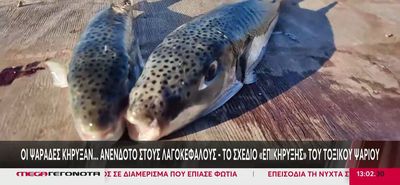 Δραστικά μέτρα για τους λαγοκέφαλους: Έρχεται επιδότηση των ψαράδων - Πάνω από 4,73 ευρώ το κιλό
