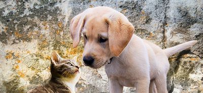 Animal Rescue Kos: Πάνω από 11.000 στειρώσεις γατών στην Κω – Αλλαγές στη συνεργασία με τα ξενοδοχεία