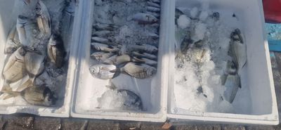 Σε ασφυκτικό κλοιό η παράκτια αλιεία στα Δωδεκάνησα