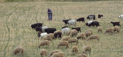 Καταδίκες για παράνομες επιδοτήσεις με δηλωμένες εκτάσεις σε Κάσο, Κάλυμνο και Νίσυρο