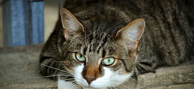 Προσοχή! Έριξαν φόλες σε αδέσποτες γάτες στην Καρδάμαινα