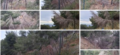 Άμεσος κίνδυνος στην περιοχή «Πόρτες» Αντιμάχειας από ετοιμόρροπα δέντρα