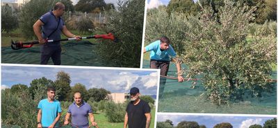 Ξεκίνησε από εθελοντές το μάζεμα των ελιών του Αγίου Δημητρίου στον Άγιο Νεκτάριο Κω