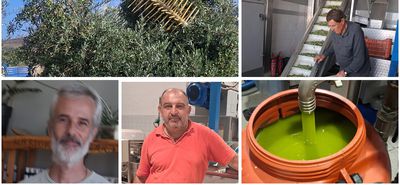Ξεκίνησε η νέα ελαιοκομική περίοδος στην Κω – Εκτιμήσεις για μεγαλύτερη παραγωγή φέτος 