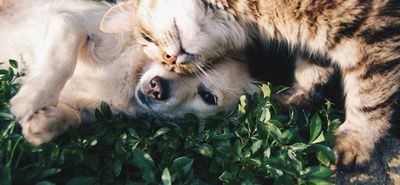 Aναγνώστρια: Προσοχή, φόλες στην Αντιμάχεια!