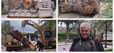 Απομάκρυνση φοίνικα από το λιμάνι Κω λόγω “αρρώστιας”