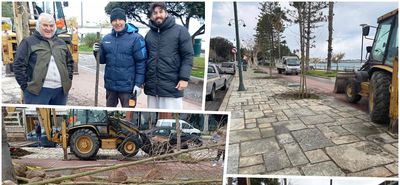 Φύτευση νέων πλατανιών στη οδό Β. Γεωργίου στην Κω