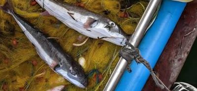 Δημιουργήθηκε ομάδα για τη διάσωση του λαγοκέφαλου – «Αξίζει προστασία και σεβασμό»